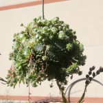 IMG_4285 copy