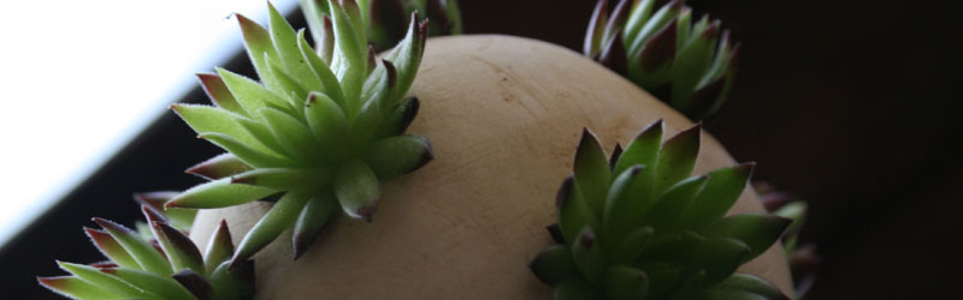 GreenBola